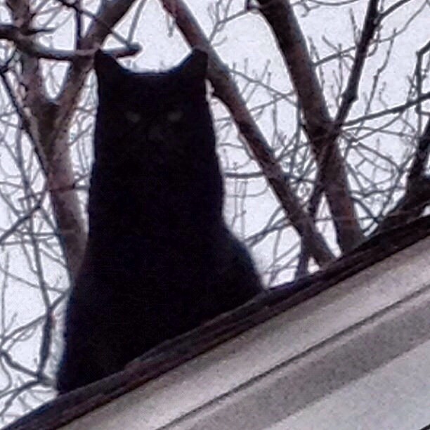 black cat on the roof.jpg